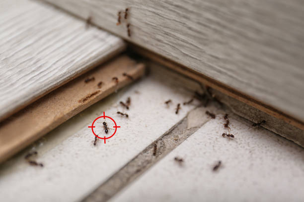 Best Commercial Pest Control Services  in Paradise, NV