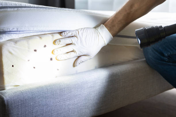 Best Pest Inspection Near Me  in Paradise, NV